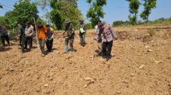 Anggota Polsek Bancar Bersama Forkopimcam dan Warga Gelar Penanaman Jagung Serentak di Desa Siding