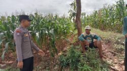 Polsek Montong Polres Tuban Turun Cek Tanaman jagung Warga di Desa Pakel