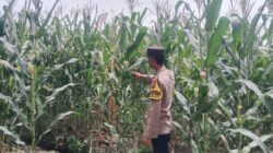 Polsek Singgahan Polres Tuban Turun Cek Tanaman jagung Warga di Desa Mulyorejo