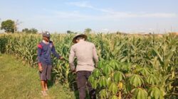 Polri Dukung Astacita, Polsek Jenu Polres Tuban jagung milik Warga di Desa Kaliuntu