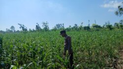 Polsek Tambakboyo Polres Tuban Turun Cek Tanaman jagung Warga di Desa Dasin