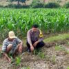 Polri Dukung Astacita, Polsek Grabagan Polres Tuban Turun Cek Tanaman jagung milik Warga di Desa Grabagan