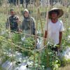 Sinergi Babinsa, PPL, dan Poktan Tingkatkan Produktivitas Tomat di Lingsar untuk Ketahanan Pangan Nasional
