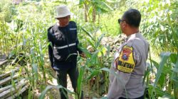Bhabinkamtibmas Polsek Tuban Monitoring Lahan Jagung, Wujud Nyata Dukung Ketahanan Pangan Nasional