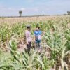 Polsek Tambakboyo Polres Tuban Turun Cek Tanaman jagung Warga di Desa Ngulahan