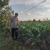 Polsek Montong Polres Tuban Turun Cek Tanaman jagung Warga di Desa Jetak