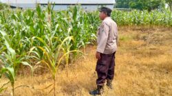 Polsek Plumpang Polres Tuban Turun Langsung Cek Tanaman Jagung Warga