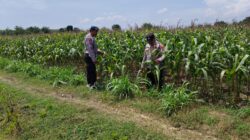 Dalam rangka Polri Dukung Program Astacita, Petugas Polmas Polsek Parengan Polres Tuban sambang lokasi tanaman jagung di Desa Parangbatu Kec. Parengan