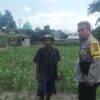Sinergi Bhabinkamtibmas Sandik dan Petani Jaga Ketahanan Pangan