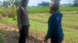 Polsek Labuapi Turun ke Sawah, Dorong Swasembada Pangan Petani