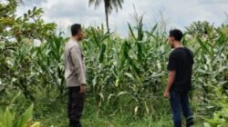 Bhabinkamtibmas Desa Labuapi Turun ke Sawah, Sukseskan Ketahanan Pangan