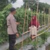 Sinergi Polsek Labuapi dan Petani Kuranji Dalang Jaga Stabilitas Pangan