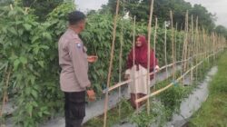 Sinergi Polsek Labuapi dan Petani Kuranji Dalang Jaga Stabilitas Pangan