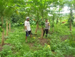 Cara Efektif Pemanfaatan Lahan Kosong di Desa Jagaraga