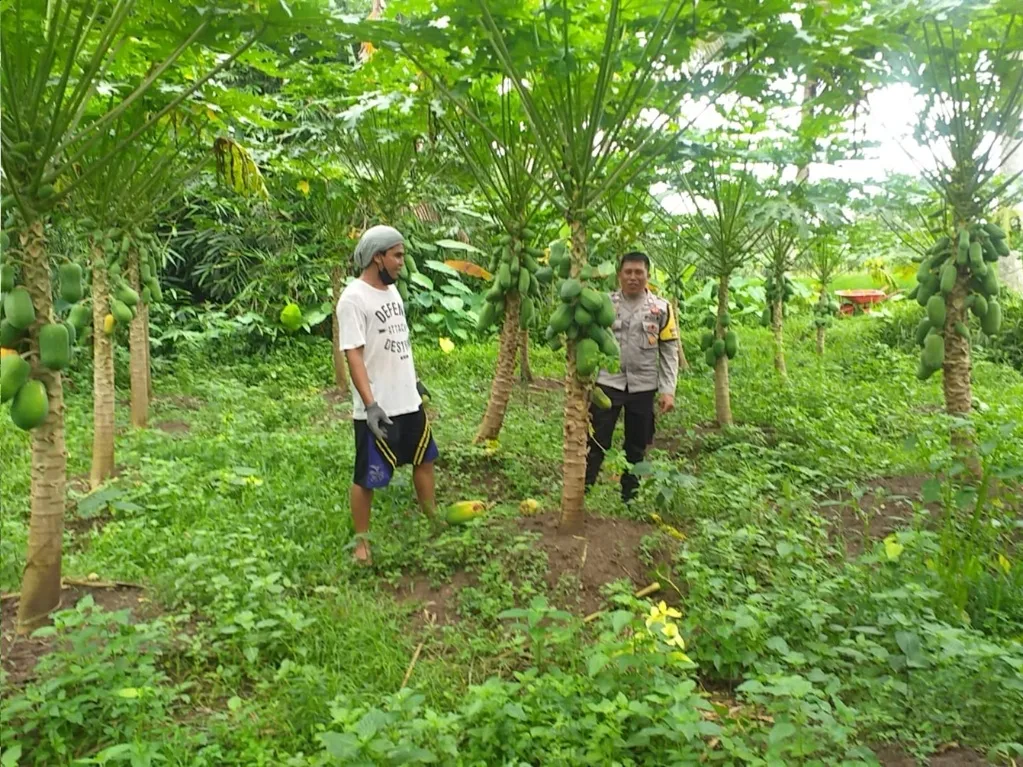 Cara Efektif Pemanfaatan Lahan Kosong di Desa Jagaraga