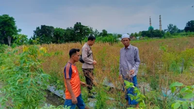 Pekarangan Bergizi: Strategi Bhabinkamtibmas Perampuan Perkuat Pangan
