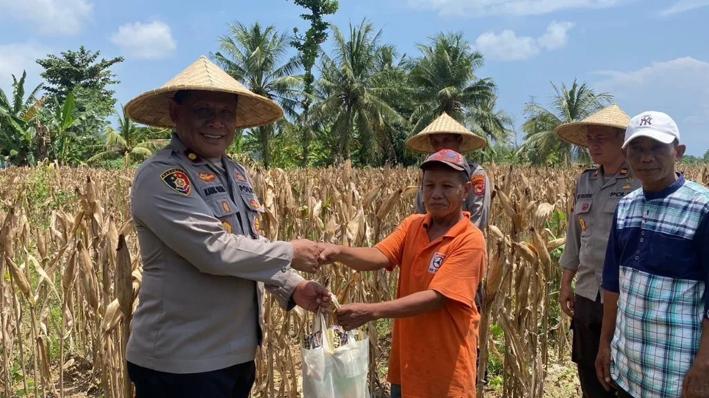 Sinergi Polri dan Petani Sekotong: Wakapolres Lombok Barat Pimpin Langsung Panen Jagung Ruby