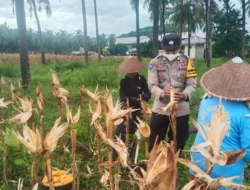 Wujudkan Kemandirian Pangan, Bhabinkamtibmas Lembar Selatan Dampingi Petani Optimalkan Lahan