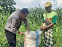 Aksi Humanis Bhabinkamtibmas Labuapi: Terjun ke Ladang Bantu Petani Jagung Dusun Jogot Panen Raya
