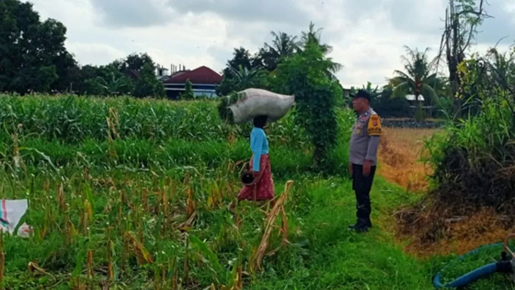 Kawal Petani di Ladang Jagung, Langkah Nyata Polres Lombok Barat Wujudkan Kedaulatan Pangan Nasional