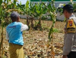 Langkah Nyata Polsek Labuapi Ubah Lahan Tidur Jadi Sumber Pangan Bergizi