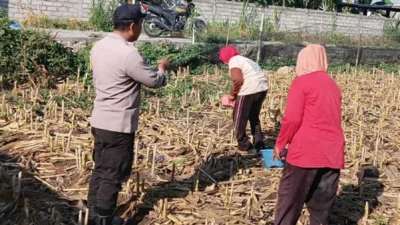 Ketahanan Pangan: Sinergi Polsek Labuapi dan Petani Desa Karang Bongkot