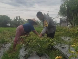 Aksi Nyata Bhabinkamtibmas Desa Kuranji Dalang Terjun ke Sawah Demi Swasembada Pangan