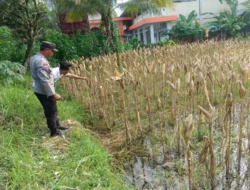 Polri Kawal Ketahanan Pertanian Jagung di Lombok Barat
