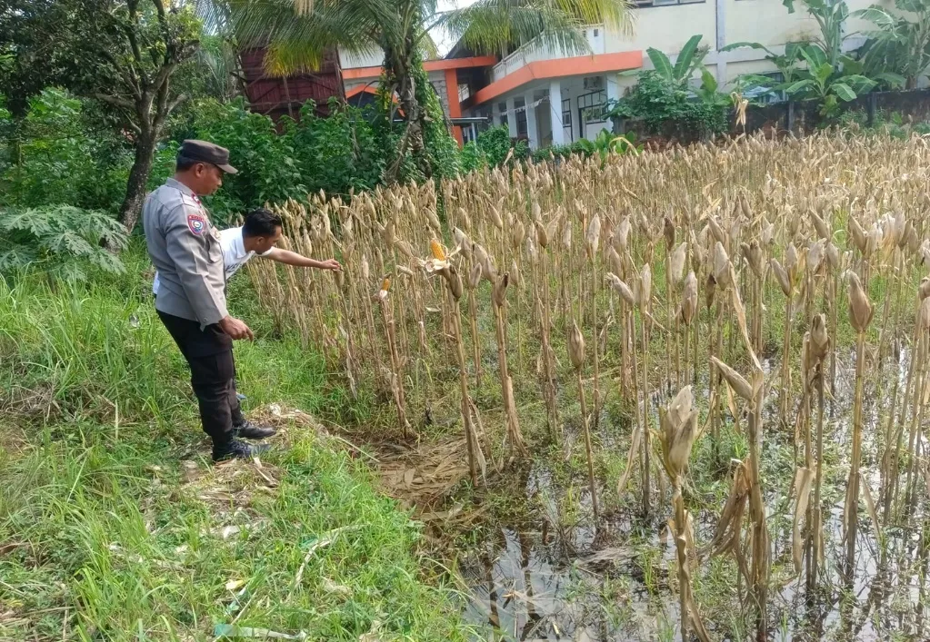 Polri Kawal Ketahanan Pertanian Jagung di Lombok Barat