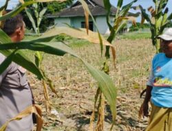 Upaya Bhabinkamtibmas Desa Telagawaru Dukung Ketahanan Pangan di Lombok Barat