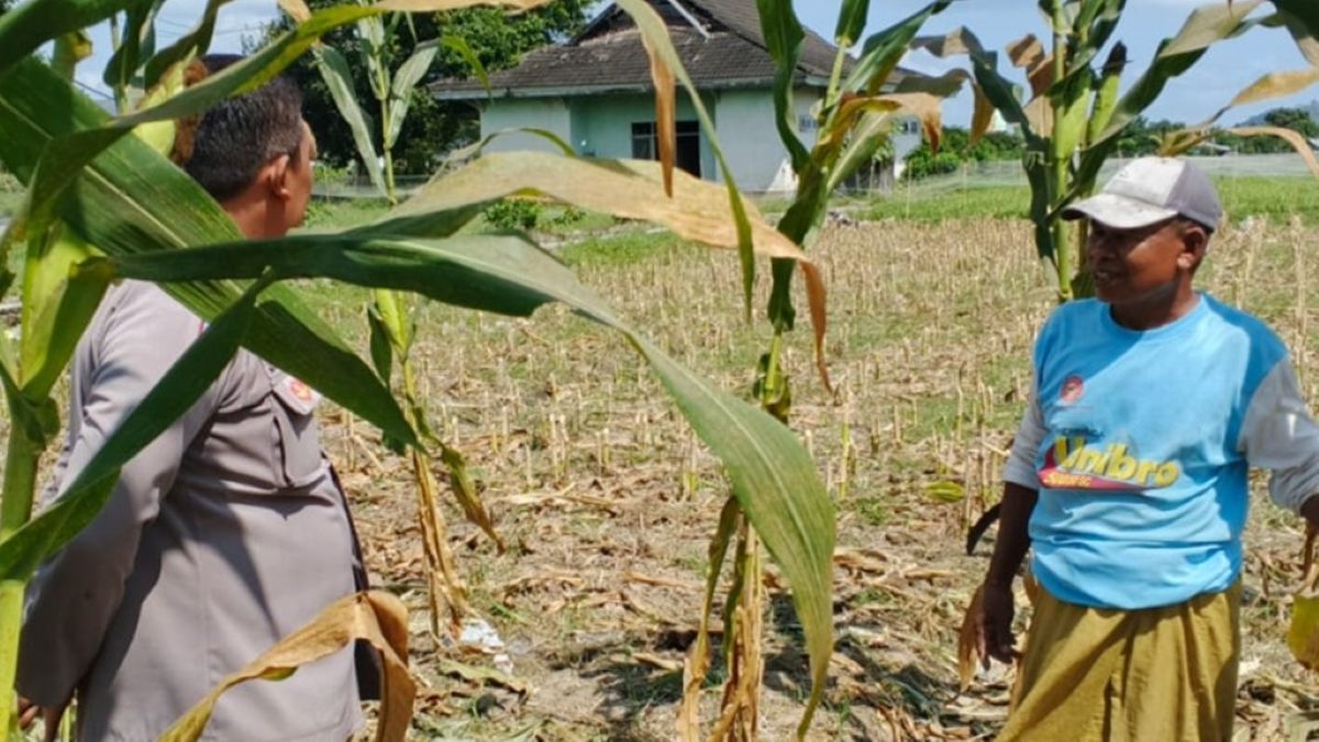 Upaya Bhabinkamtibmas Desa Telagawaru Dukung Ketahanan Pangan di Lombok Barat