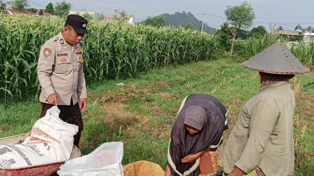 Sinergi Bhabinkamtibmas dan Petani Jagung Labuapi Jaga Stok Pangan
