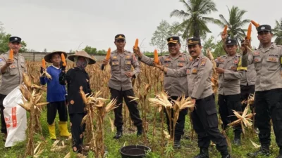 Dukung Swasembada Pangan, Polres Lombok Barat Dampingi Panen Jagung di Lembar