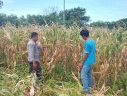 Bhabinkamtibmas Polsek Pekat Laksanakan Pemantauan Lahan Jagung, Dukung Ketahanan Pangan Nasional