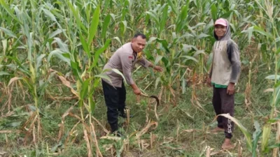 Bhabinkamtibmas Dampingi Petani Jagung di Dusun Jogot