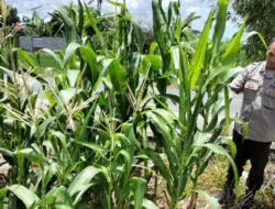 Polsek Labuapi Dampingi Petani Optimalkan Lahan Tidur