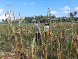Sambang Desa: Polisi Motivasi Petani Jagung di Tempos