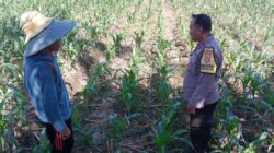 Wujudkan Swasembada Pangan Nasional: Sinergi Bhabinkamtibmas dan Petani Labuapi Optimalkan Lahan Desa