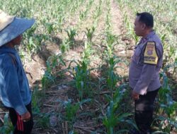 Wujudkan Swasembada Pangan Nasional: Sinergi Bhabinkamtibmas dan Petani Labuapi Optimalkan Lahan Desa