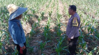 Wujudkan Swasembada Pangan Nasional: Sinergi Bhabinkamtibmas dan Petani Labuapi Optimalkan Lahan Desa