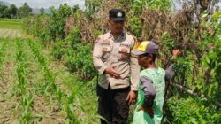 Perkuat Kedaulatan Pangan, Polsek Labuapi Dampingi Petani Optimalkan Lahan Pekarangan Warga