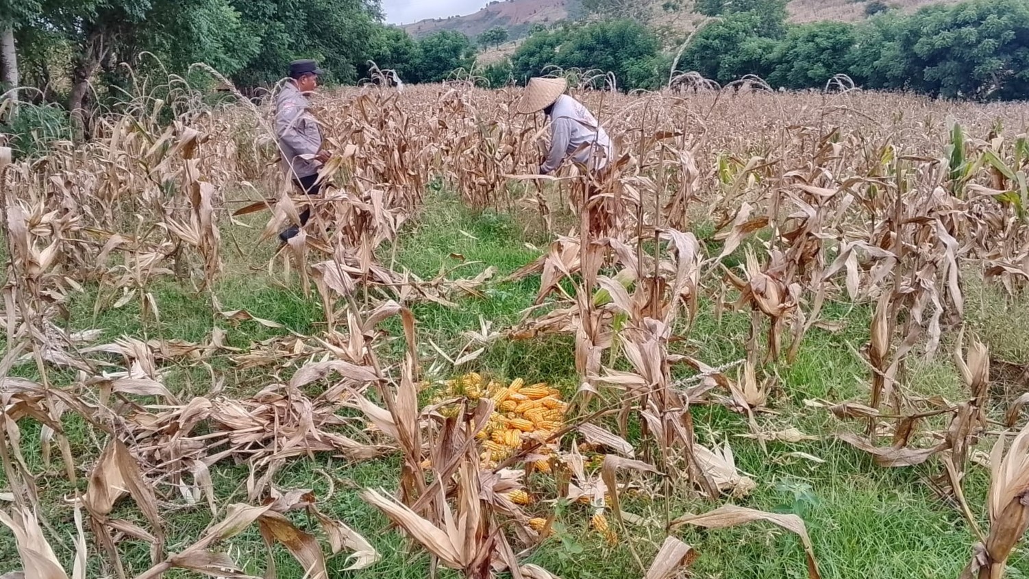 Panen Jagung Sekotong Barat Tembus 18 Ton di Lombok Barat