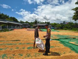 Pantau Penjemuran Jagung Warga, Bhabinkamtibmas Kadindi Barat Dukung Ketahanan Pangan Nasional