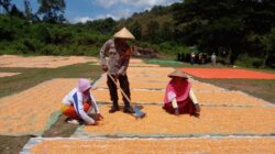 Polisi Dekat dengan Rakyat, Bhabinkamtibmas Nungga Dampingi Panen Jagung
