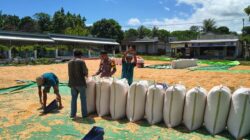 Bhabinkamtibmas Polsek Pekat Pantau Penjemuran Jagung Warga, Dorong Distribusi ke Bulog