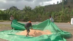 Bhabinkamtibmas Polsek Woja Pantau Panen Jagung Warga, Dukung Ketahanan Pangan Nasional