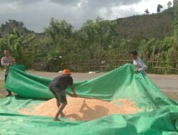 Bhabinkamtibmas Polsek Woja Pantau Panen Jagung Warga, Dukung Ketahanan Pangan Nasional