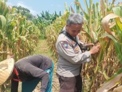 Perkuat Ketahanan Pangan Nasional, Polsek Batulayar Dorong Warga Sandik Sulap Lahan Tidur Menjadi Produktif