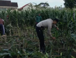 Program Ketahanan Pangan Polsek Labuapi Sasar Pekarangan