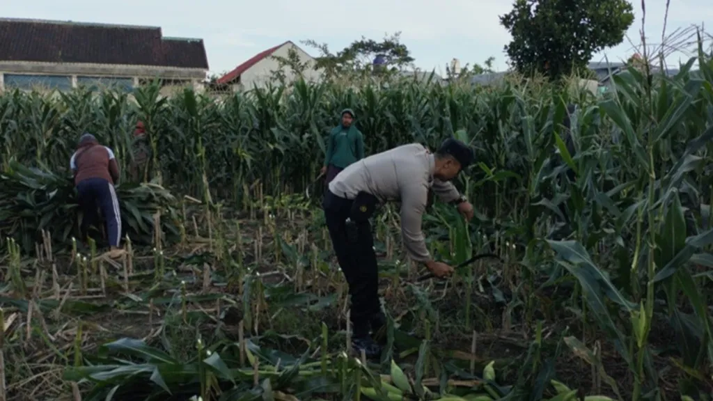 Ketahanan Pangan Nasional: Aksi Nyata Bhabinkamtibmas Labuapi Sulap Pekarangan Jadi Lahan Produktif
